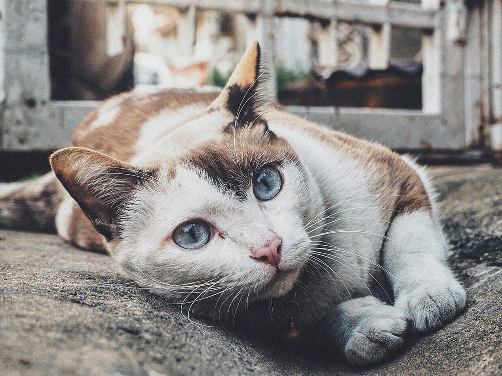 barf-artgerecht-tierheilpraxis-katze barf artgerecht tierheilpraxis katze