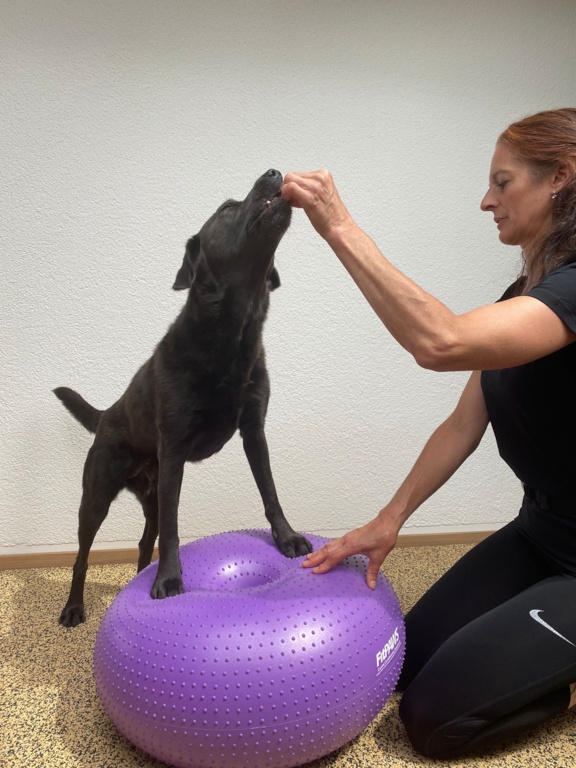 barf-artgerecht tierphysiotherapie hund übung ball