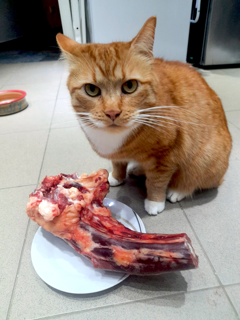 barf-artgerecht-ernährungsberatung-katze